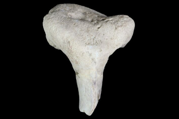 Fossil Shark (Xenacanthus) Tooth - Texas #136330